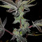 Rockbud feminized seeds