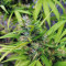 Sapphire Scout Seeds