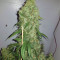 Semi di White Widow Auto femminizzati (Kera Seeds)