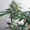 Alpha 21 Feminized Seeds (AlphaFem Seeds)