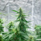 Semi Femminizzati Also Know 47 Autoflower (Seedkeepers)