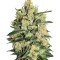 Durga Mata II CBD (Paradise Seeds)