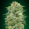 White Widow CBD feminized seeds