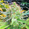 Grand Daddy Purple Fast Version Feminized Seeds (Easy Grow Seeds)