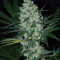 Green Love Potion feminized seeds