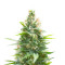 Sementes Feminizadas de Jack Herer (Seedkeepers)