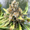 Mac Feminized Seeds