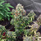 Pink Runtz (Herbies Seeds)
