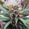 Purple Bud (White Label)