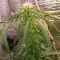 Tangie'matic Seeds