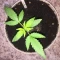 West Coast O.G. Seeds