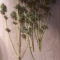 Semi di cannabis fem Gelato Auto in vendita