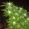 GG#4 Original Glue (Herbies Seeds)