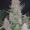 GG#4 Original Glue Seeds