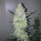 Green Crack Seeds - Cannabis Strain Seeds for Sale