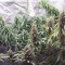 Hawaiian Snow fem: sementes para venda, informações de cepas e avaliações de clientes