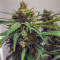 Girl Scout Cookies จาก Original Sensible Seeds