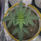 Acquista i semi femminizzati Original Trainwreck Auto di Fast Buds