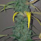 Original Auto White Widow (Fast Buds)