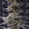 Original Auto OG Kush Seeds - Cannabis Strain Seeds for Sale