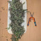 G13 Haze Seeds (Barney's Farm) - Cannabis Strain Seeds for Sale