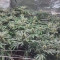 Bubba Island Kush Seeds - Cannabis Strain Seeds for Sale