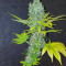 Orange Bud จาก Dutch Passion