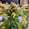 Achetez des graines féminisées Cherry Cola Auto par Fast Buds