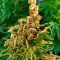 CBD Charlotte’s Angel Seeds - Cannabis Strain Seeds for Sale