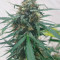 Bruce Banner #3 Auto feminized seeds for sale
