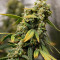 Compre sementes feminizadas de Strawberry Cough da Dutch Passion