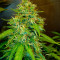 Fast Bud Seeds - Cannabis Strain Seeds for Sale