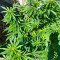 Achetez des graines féminisées Mimosa Shot par Herbies Seedbank