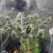 GH Cheese Seeds From Green House Seeds