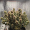 DDoS #33 Seeds (Herbies Seeds) - Cannabis Strain Seeds for Sale