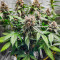 Runtz Autoflower Feminized Seeds (Easy Grow Seeds)