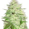 Silver Buddha Haze feminized seeds