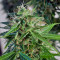 Snow Storm #2 Auto feminized seeds