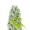 Sour Diesel x OG Kush (Herbies Seeds)