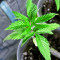 Afghan Kush Early Harvest Seeds