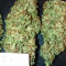 Alien Gorilla feminized seeds (Original Sensible Seeds)