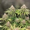 Amnesia Lemon Seeds