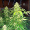 Apple Betty Auto Feminized Seeds (Herbies Seeds)