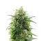 Sementes Feminizadas de Banana Sherbet XXL (Growers Choice)