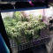 Big Bud feminized seeds (Seedstockers)