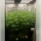 Blackberry Moonrocks Seeds
