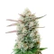 Semi Femminizzati Blueberry Pancakes (Humboldt Seed Company)