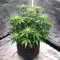 Ceres Kush feminized seeds