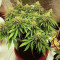 Chocolate Skunk (00 Seeds)