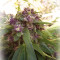 ErdPurt (Ace Seeds)